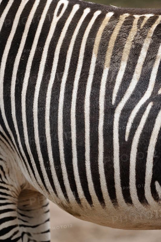 Close-up of zebra skin with high-contrast stripe pattern and soft texture, Grevyzebra (Equus grevyi), captive