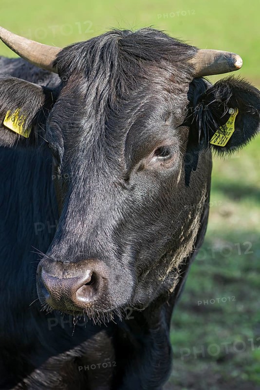 Portrait of a black cow, Franconia, Bavaria, Germany