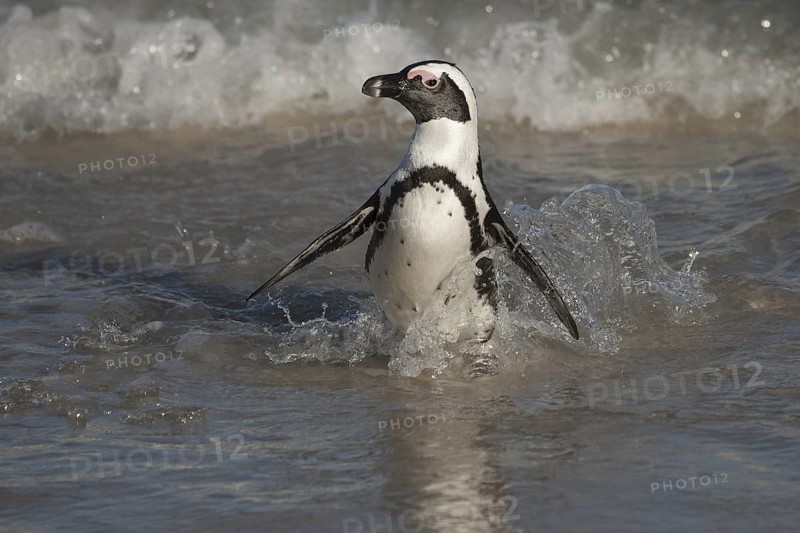 African Penguin (Spheniscus demersus) coming ashore, South Africa