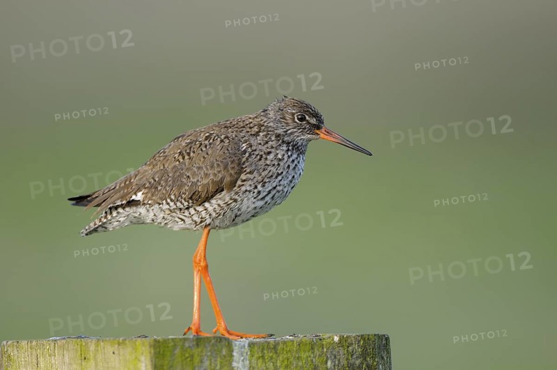 Rotschenkel (Tringa totanus), Redshank, Altvogel auf Sitzwarte, Mai, Nijkerk, Niederlande