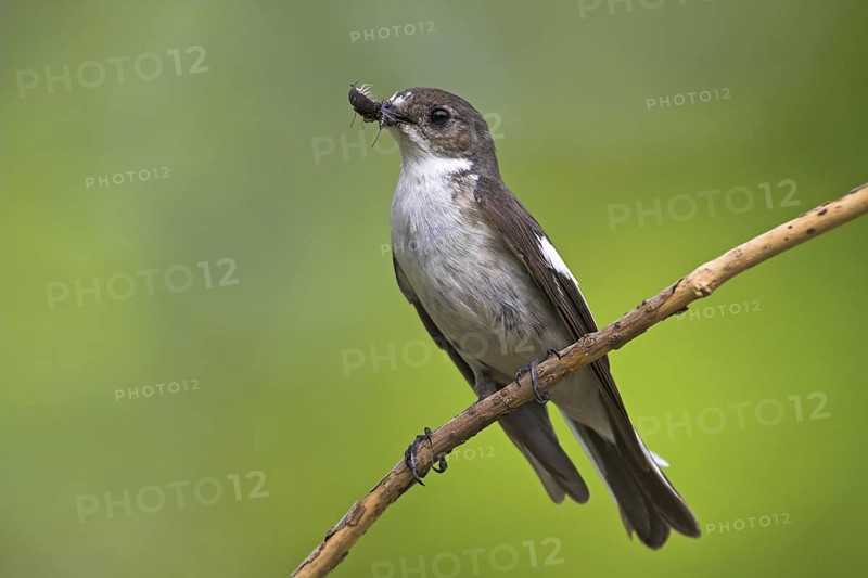 European Pied Flycatcher (Ficedula hypoleuca) female, Rhineland-Palatinate, Germany