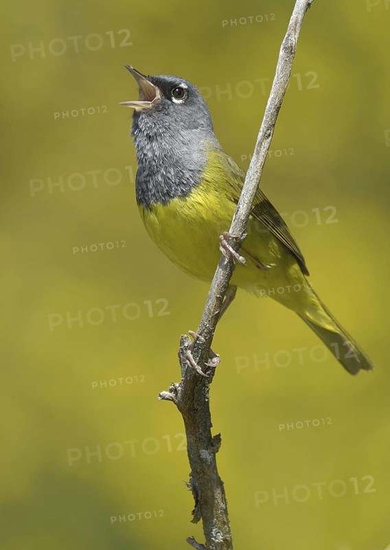 MacGillivray's Warbler (Geothlypis tolmiei), British Columbia, Canada