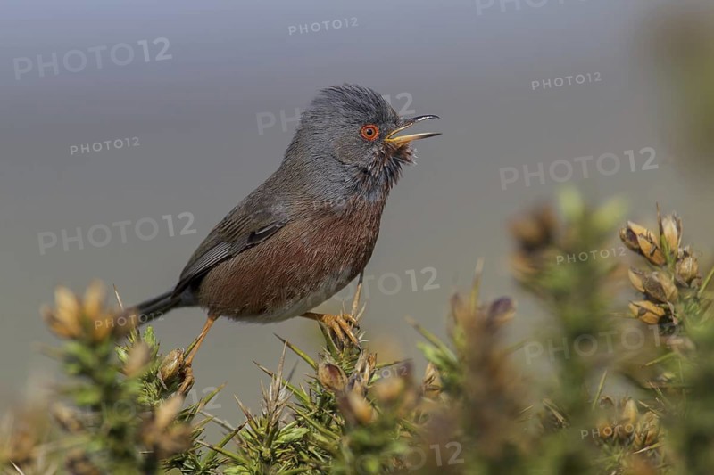 Dartford Warbler (Sylvia undata) male singing, Wales, United Kingdom
