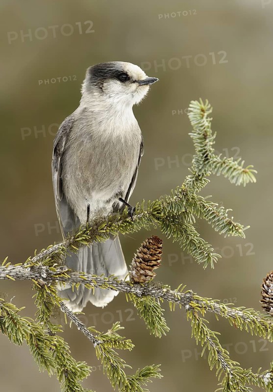 Grey Jay (Perisoreus canadensis), Alaska, USA