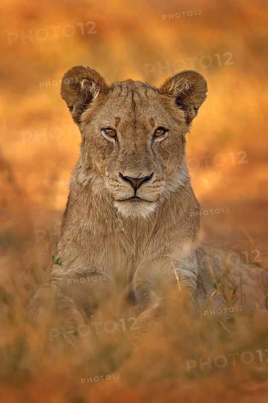 African lion the grass, with beautiful evening light. Wildlife scene from nature. Animal in the habitat. Safari in Africa. Big angry young lion Okavango delta, Botswana. Evening sunset
