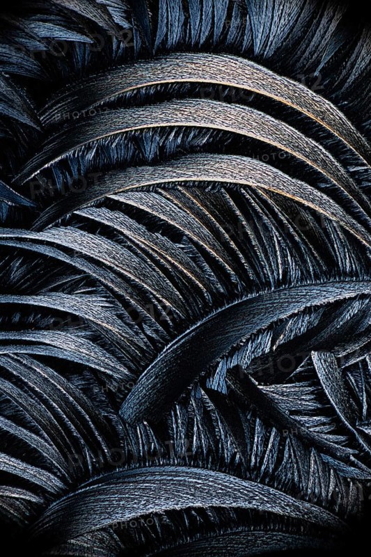 A detailed black and white photomicrograph showing the intricate patterns of salicylic acid microcrystals, resembling feathers or leaves