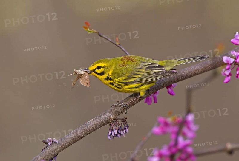 Prairie Warbler (Setophaga discolor) male with insect prey, Ohio, USA