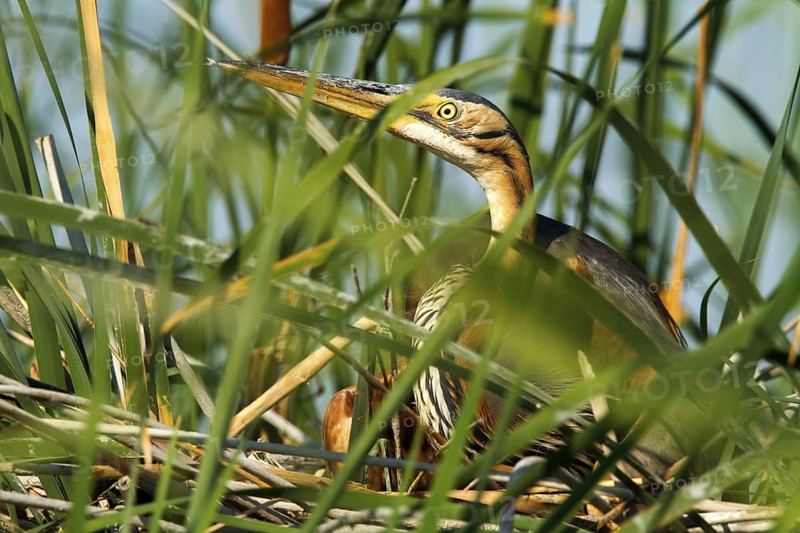 Purple Heron (Ardea purpurea) nest, Andalusia, Spain