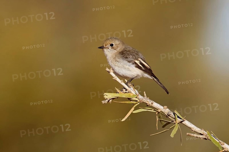 Red-capped Robin (Petroica goodenovii) female, Northern Territory, Australia