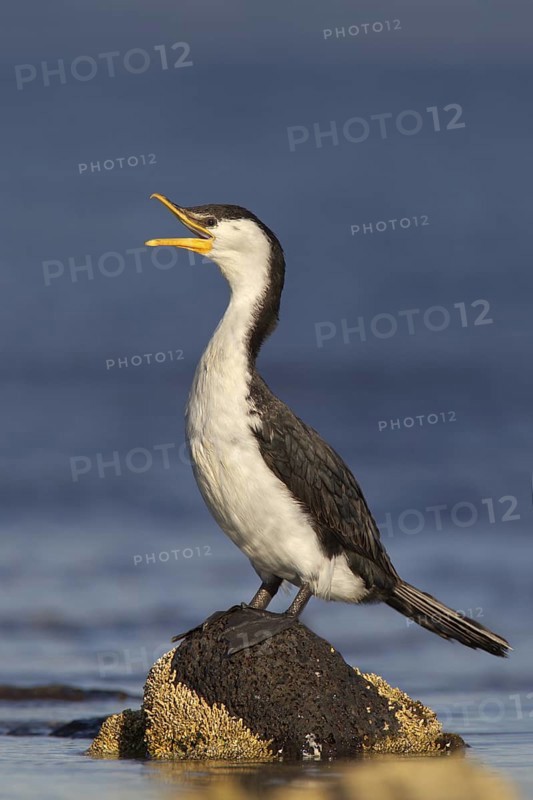 Little Pied Cormorant (Microcarbo melanoleucos), New South Wales, Australia