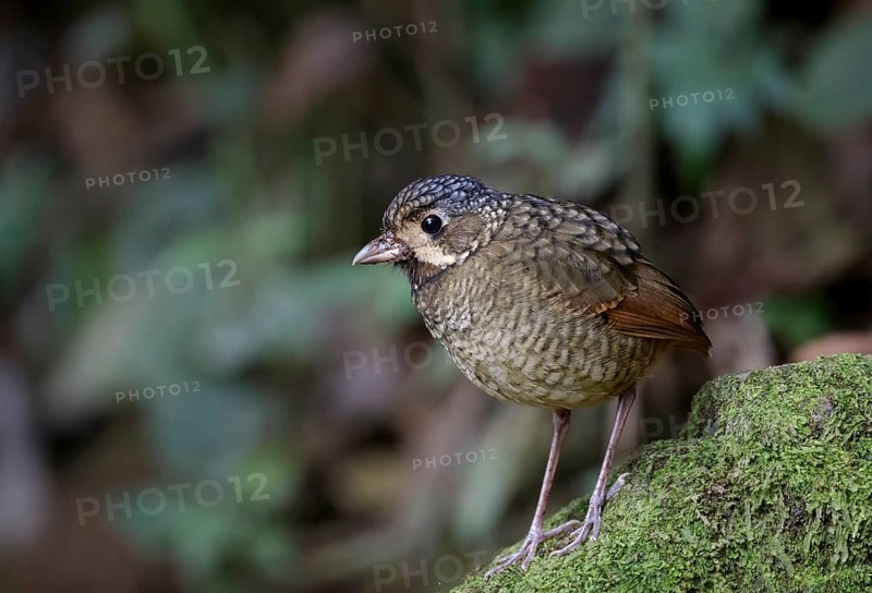 Variegated Antpitta (Grallaria varia), Atlantic rainforest, Brazil