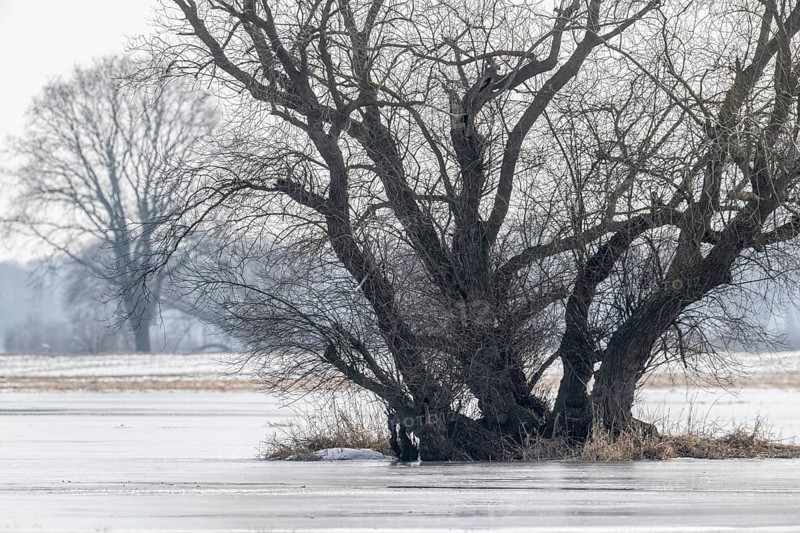 Old silver willow (Salix alba), Lower Saxony, Germany