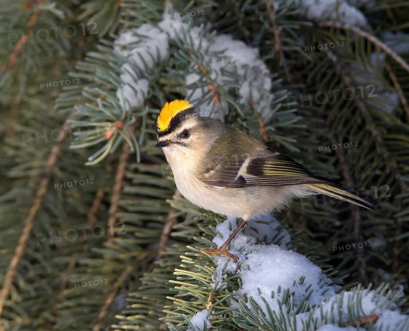 Golden-crowned Kinglet (Regulus satrapa) male, Saskatchewan, Canada