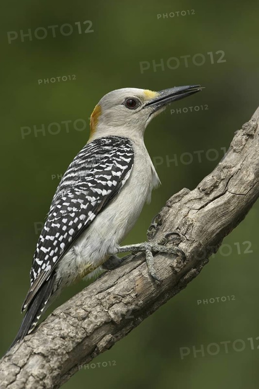 Golden-fronted Woodpecker (Melanerpes aurifrons), Texas, USA