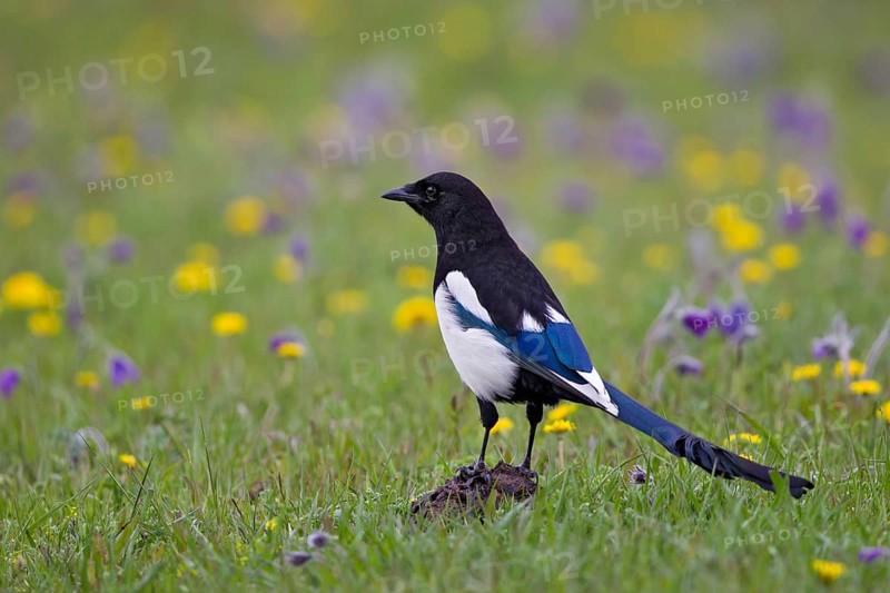 Eurasian Magpie (Pica pica) foraging on flowering grass steppe, Lake Hovsgol, Mongolia