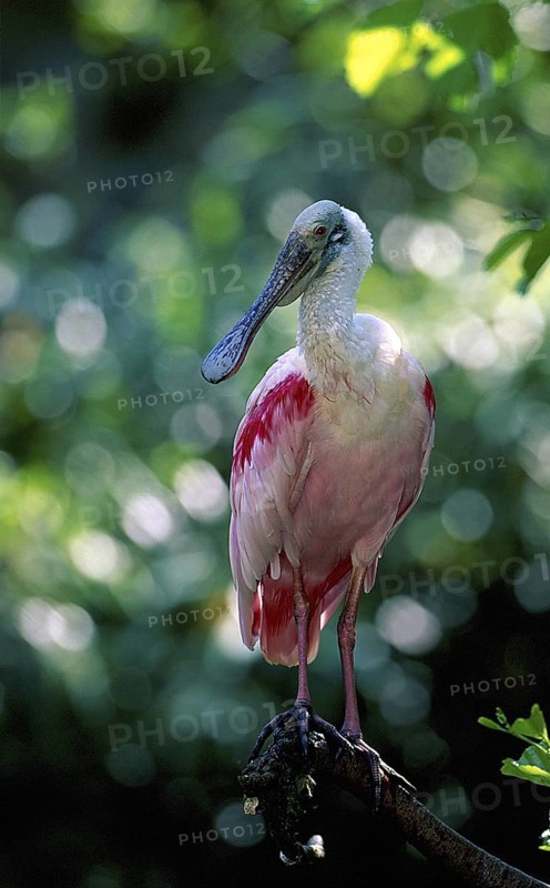 Roseate Spoonbill (Platalea ajaja)