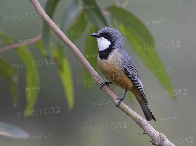 Rufous Whistler (Pachycephala rufiventris), Victoria, Australia