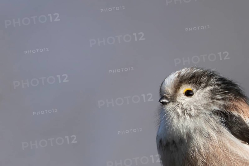 Long tailed tit (Aegithalos caudatus) adult bird head portrait, Suffolk, England, United Kingdom