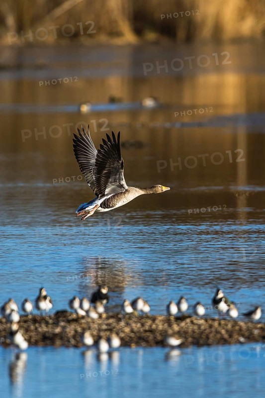 Greylag Goose, Anser anser, bird in flight over winter marshes