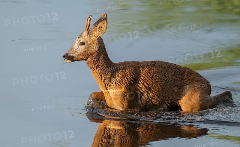 Roe deer (Capreolus capreolus), young roebuck running through the shallow water zone of a lake, wildlife, Lower Saxony, Germany