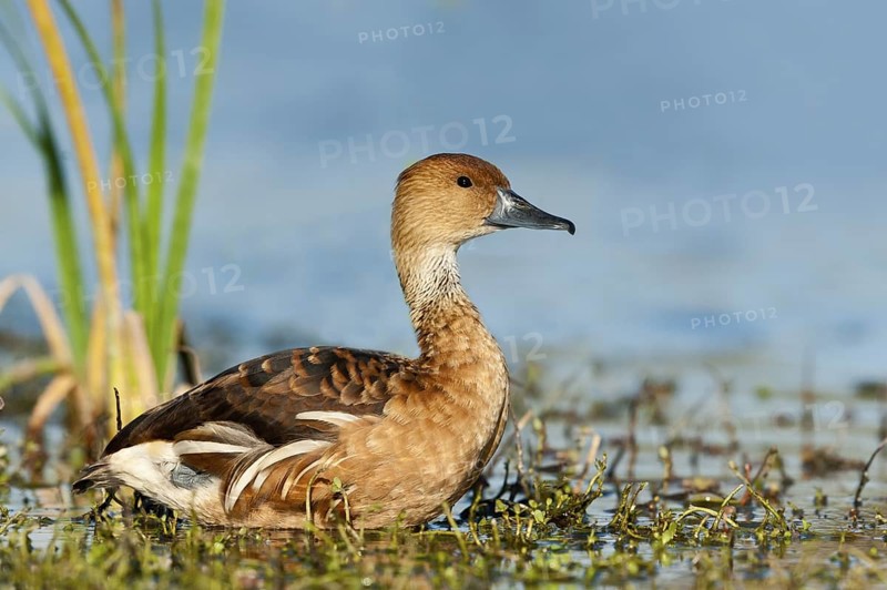 Fulvous Whistling Duck (Dendrocygna bicolor), Texas, USA