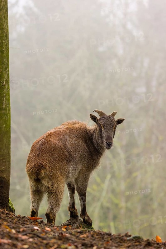 A female Himalayan Tahr (Hemitragus jemlahicus) stands in the forest on a foggy day