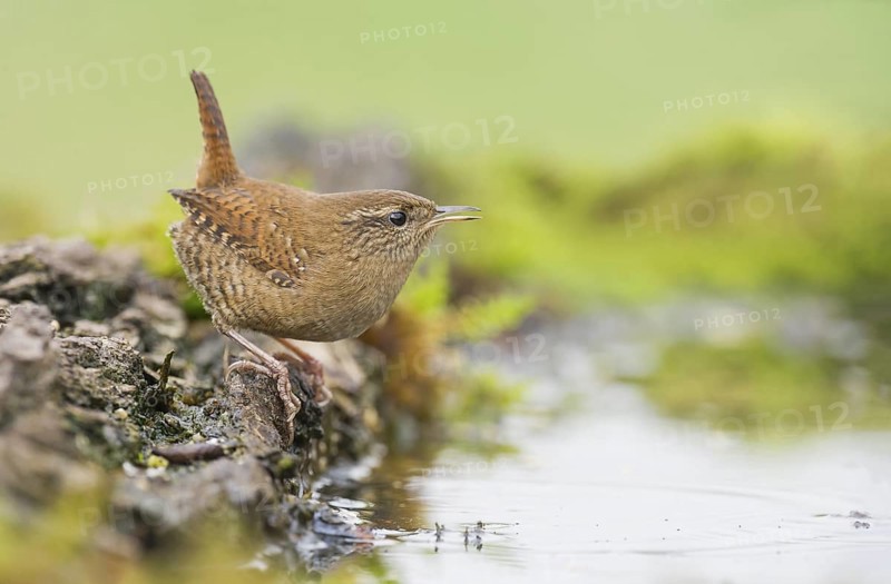 Eurasian Wren (Troglodytes troglodytes) perched at a waterhole, Aosta Valley, Italy