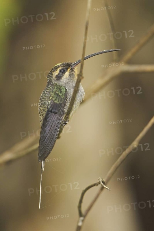 Green Hermit (Phaethornis guy), Ecuador
