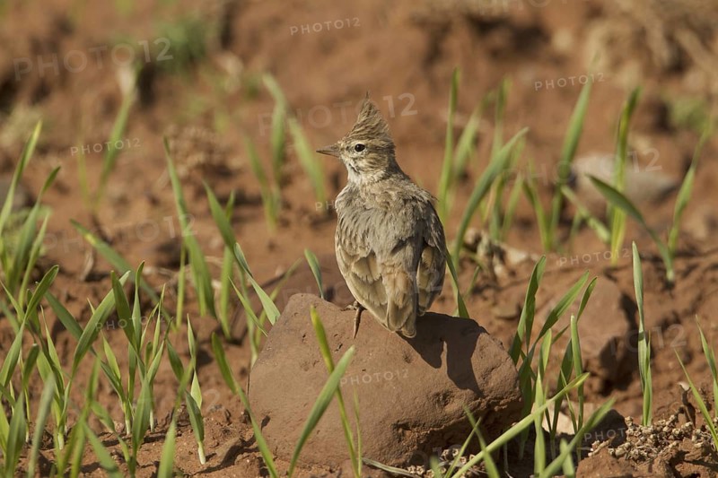Thekla Lark (Galerida theklae), Morocco