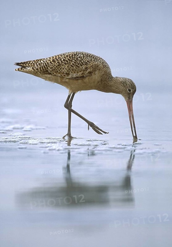Marbled Godwit (Limosa fedoa), California, USA
