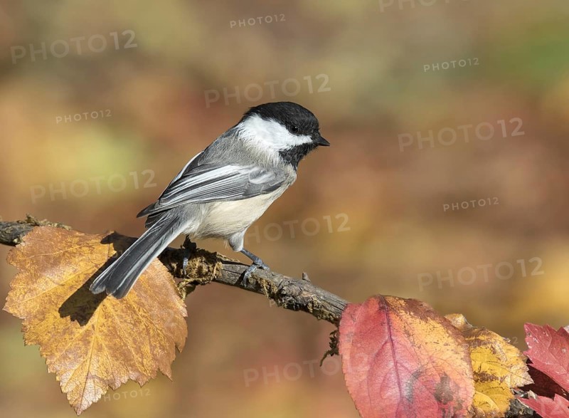 A Black-capped Chickadee, Poecile atricapillus, perched on branch in Autumn in Saskatoon, Saskatchewan