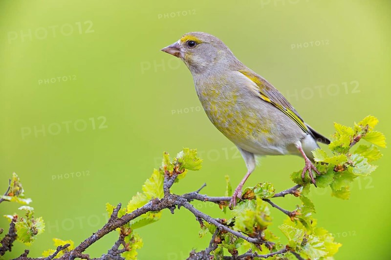 Greenfinch, (Carduelis chloris), Chloris chloris, animals, birds, subfamily of goldfinches and finches, Varanger Bird Park, Finnmark, Norway