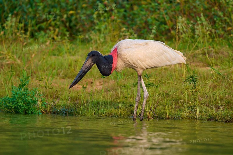 A Jabiru by the water with an attentive gaze, its black and red neck colour contrasts with the green surroundings, Jabiru (Jabiru mycteria), Pantanal, Mato Grosso, Brazil