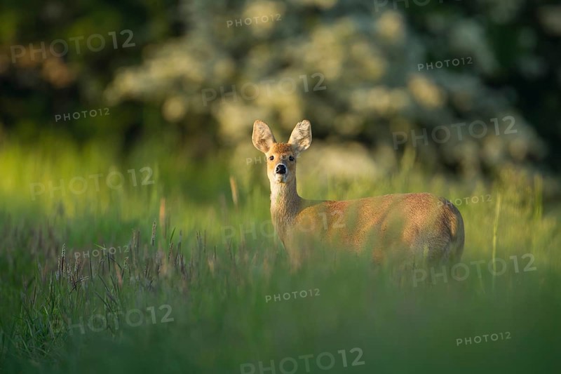 Chinese water deer (Hydropotes inermis) adult animal on farmland in spring, Norfolk, England, United Kingdom