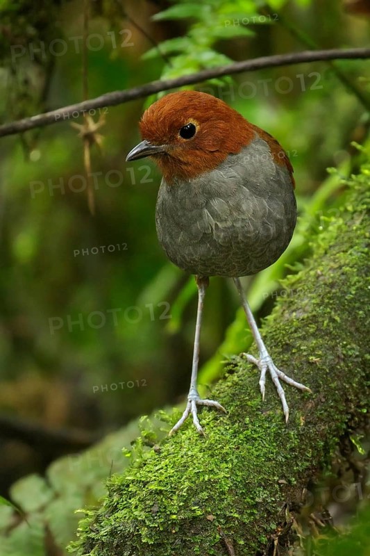 Bicolored Antpitta (Grallaria rufocinerea) perched on a branch in the Andes Mountains of Colombia