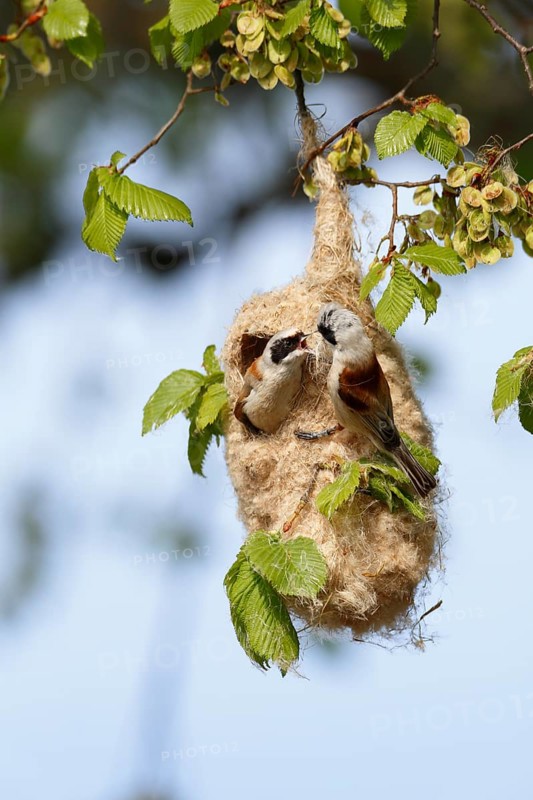 Eurasian Penduline Tit (Remiz pendulinus) pair building nest, Saxony-Anhalt, Germany