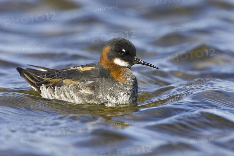 Red-necked Phalarope (Phalaropus lobatus) female, Iceland