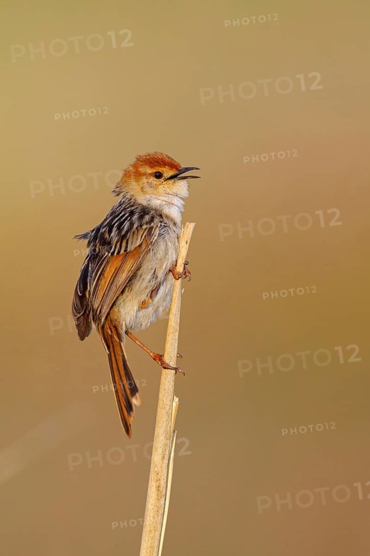Vley's Cisticola, (Cisticola tinniens), biotope, habitat, perch, False Bay Nature Reserve Stran, Cape Town, Western Cape, South Africa