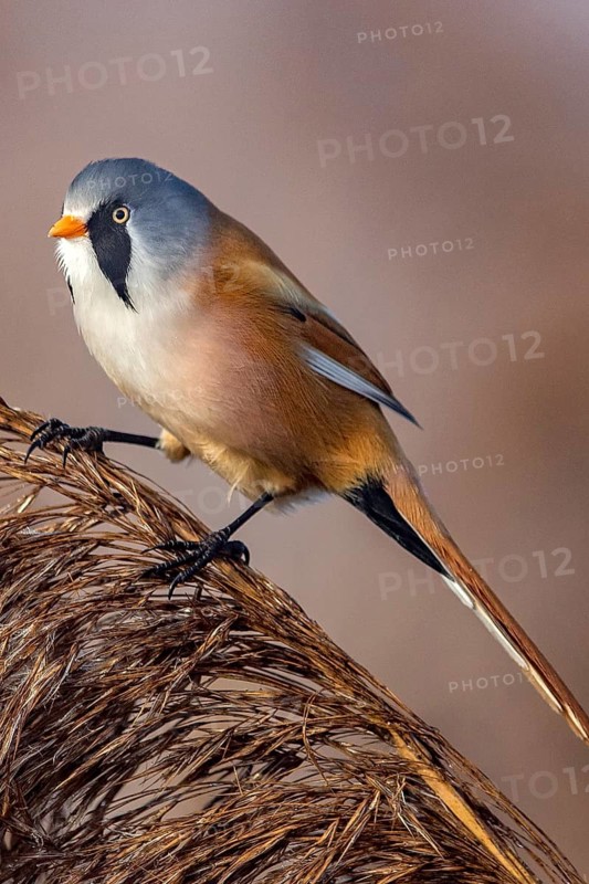 Bearded reedling (Panurus biarmicus), Songbird, Titmouse, Federsee lake, Baden-Württemberg, Federal Republic of Germany