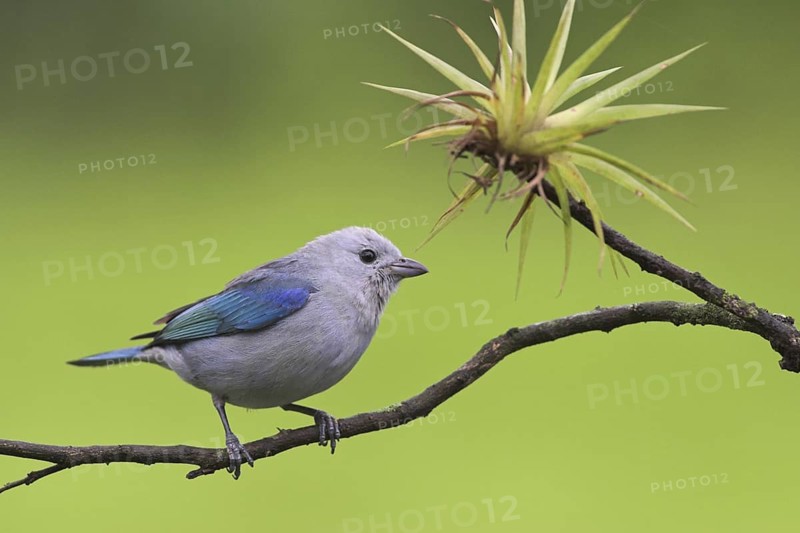 Blue-grey Tanager (Thraupis episcopus), Costa Rica