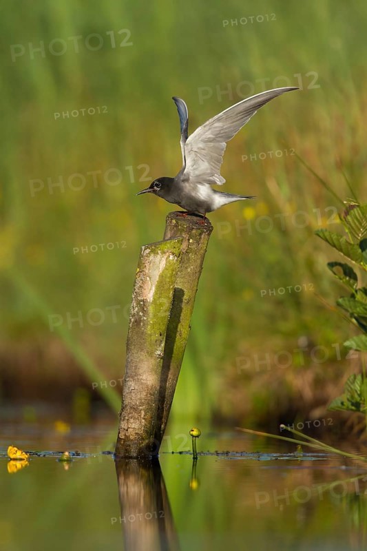 Black Tern (Chlidonias niger), Netherlands