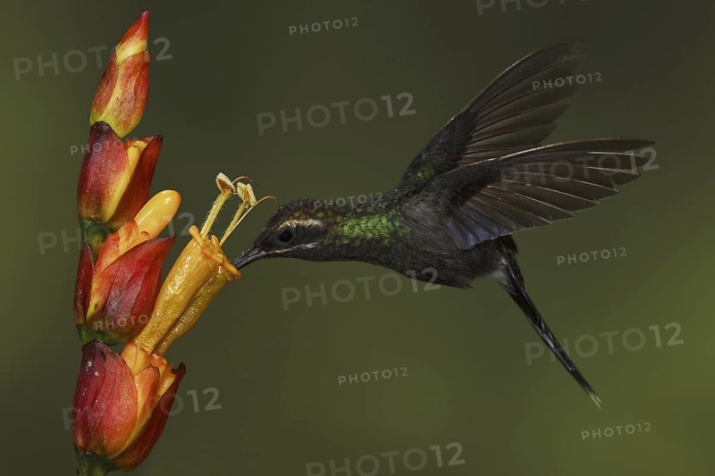 White-whiskered Hermit (Phaethornis yaruqui), Ecuador