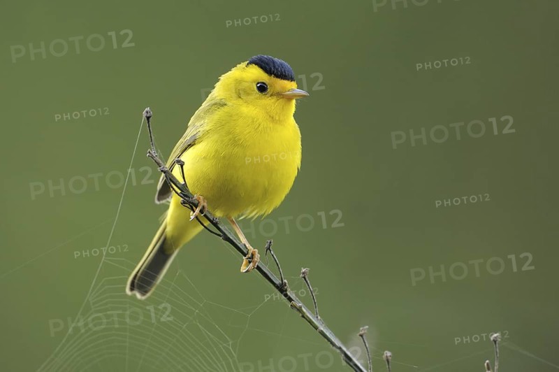 Wilson's Warbler (Cardellina pusilla), British Columbia, Canada