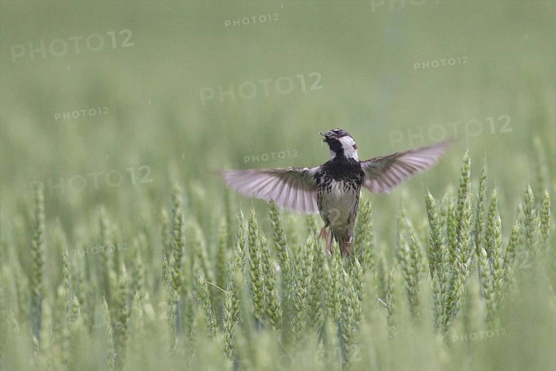 Spanish Sparrow (Passer hispaniolensis) male flying, Bulgaria