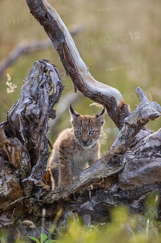 One young (10 weeks old) male Eurasian lynx, (Lynx lynx), stands between the roots of a rotten tree