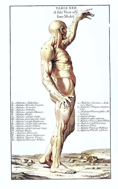 Anatomy, symbolic, man, side view from behind of the gladiator in the Villa Borghese, Rome, Italy, anatomical view, anatomical drawing of a human body with detailed muscle structure