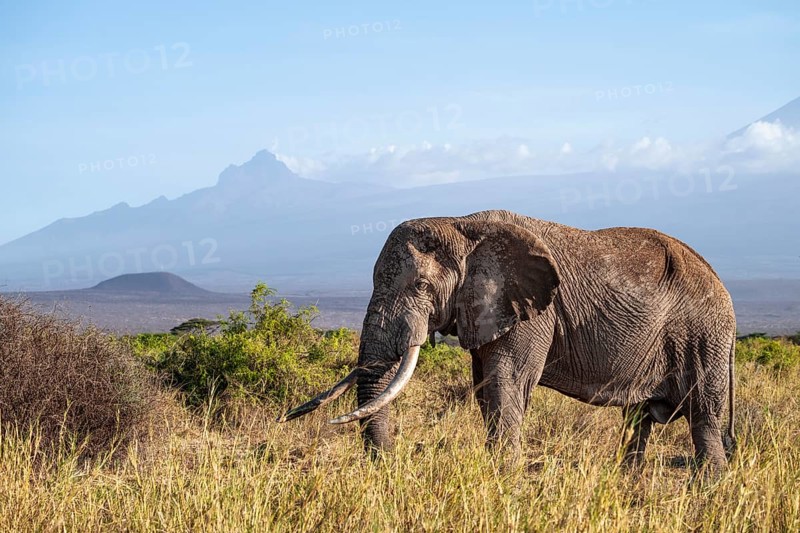 African elephant (Loxodonta africana) in picturesque landscape with the summit of Mount Kilimanjaro, the famous Super Tusker elephant Craig and Pascal, old male with long tusks, in atmospheric evening light, Kajiado County, Kenya