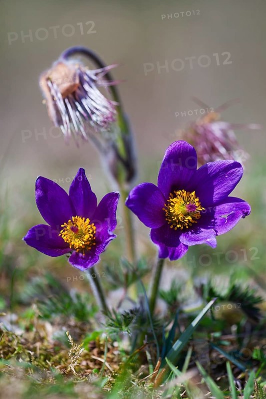 Pasque flower (Pulsatilla vulgaris), blossom, Hesse, Germany