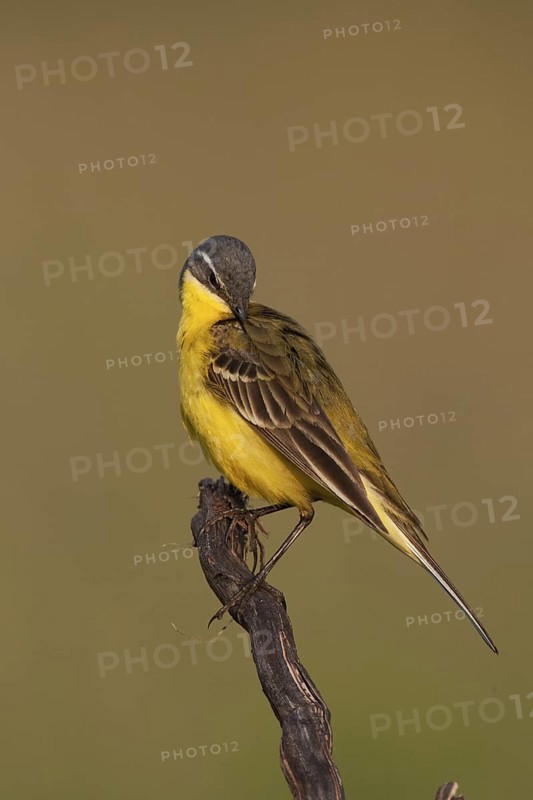 Western Yellow Wagtail (Motacilla flava), Lake Neusiedl, Austria