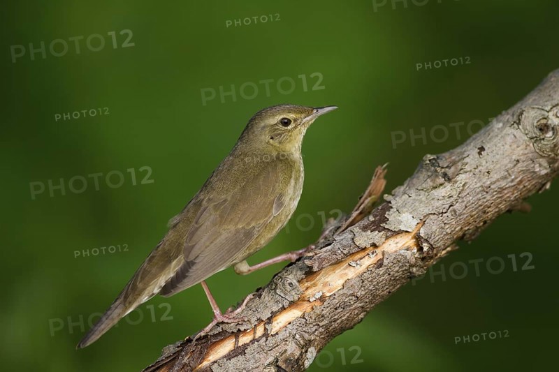 River Warbler (Locustella fluviatilis), Hungary